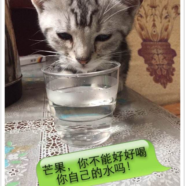 怎么做假托马斯库利法律学院文凭